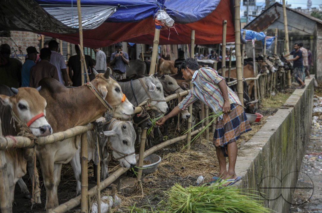 Cow Market