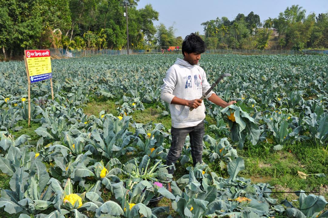 A young farmer with Valentina and Corotina, 2 varieties of cauliflower, which are Anti-diabetic and anti-cancer grown on his fields