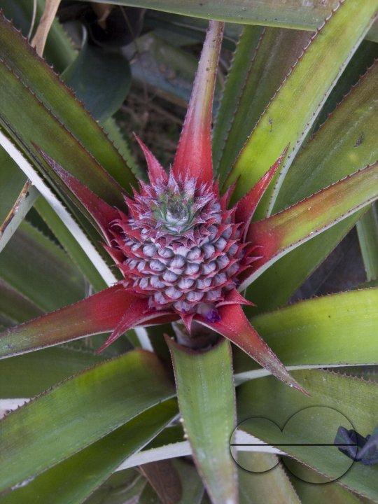 Pineapple flower