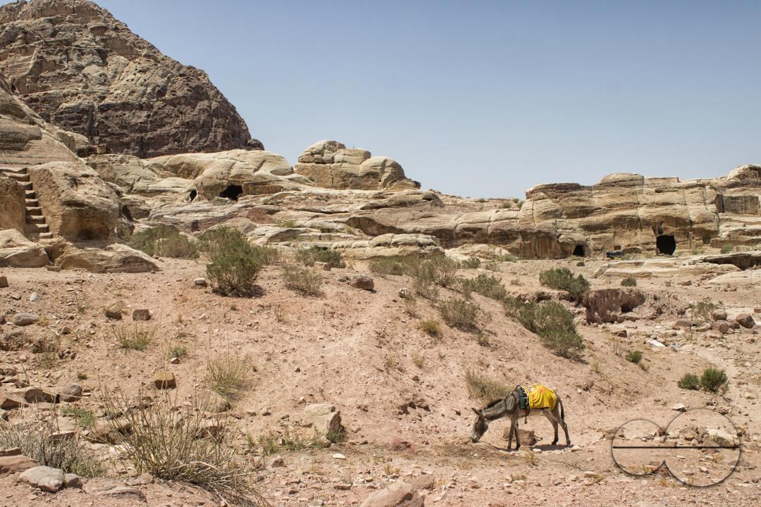 Donkey grazing in the valley of Petra amongst the caves, dwellings and tombs