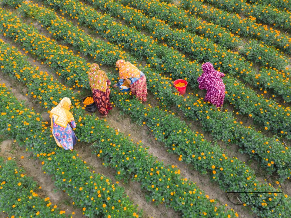 Marigold flowers at a flower garden in Jhikargacha upazila of Godkhali Union of Jessore