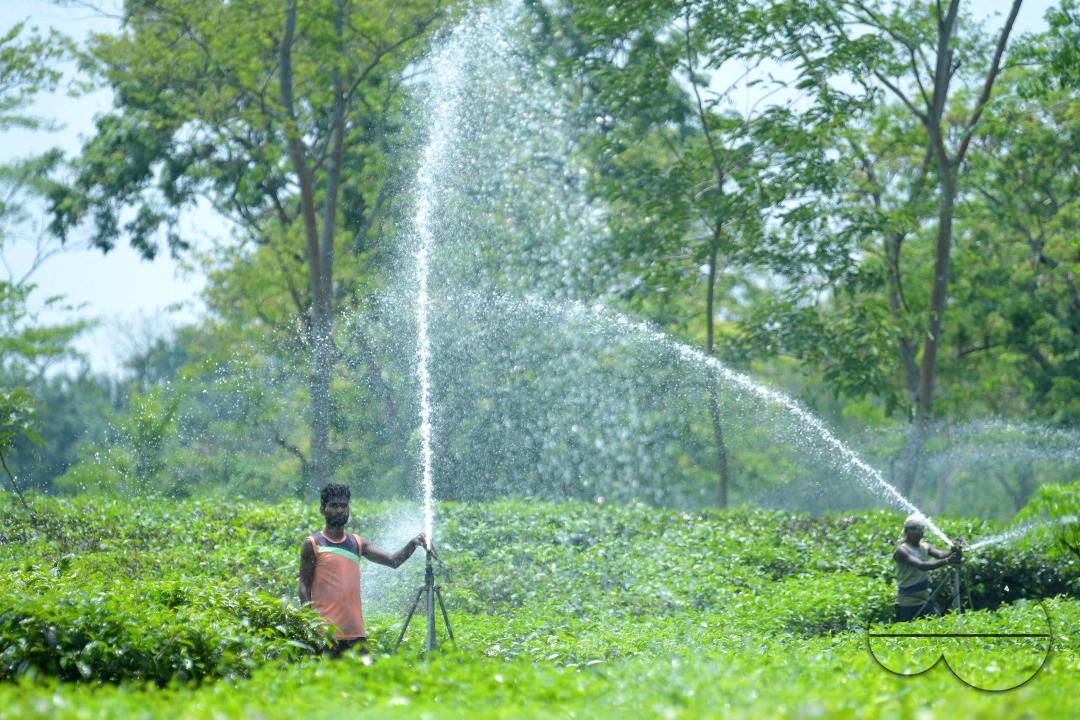 A worker skilfully operates a sprinkler irrigation system, nourishing the Durga Bari tea garden at the onset of the dry season