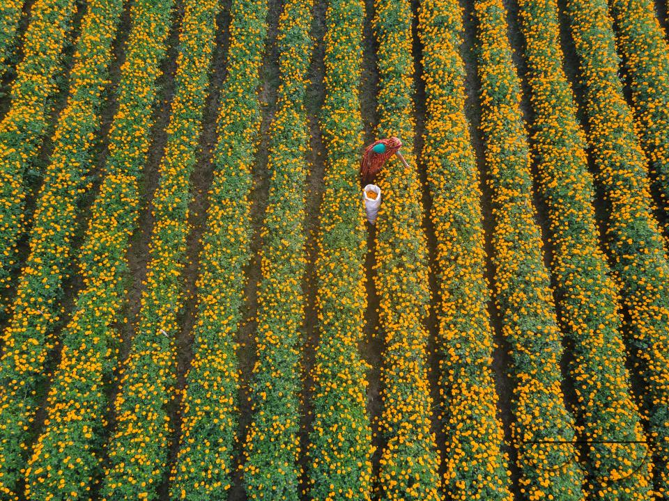 Marigold flowers at a flower garden in Jhikargacha upazila of Godkhali Union of Jessore