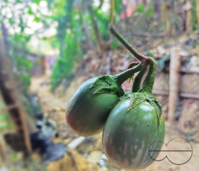 People plant vegetable and fruit trees for food at the Balukhali refugee camp