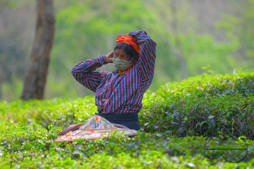 Tea garden workers during lockdown