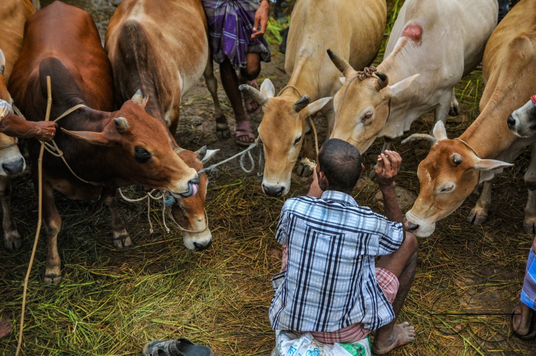 Cow Market