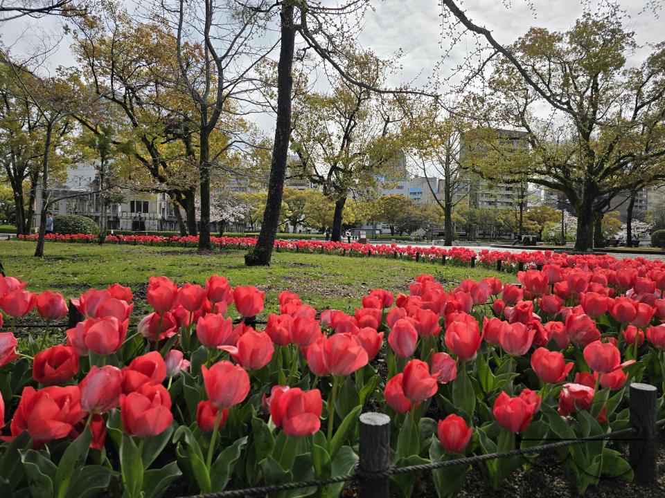 Tulips grow in orderly rows in the garden of the Hiroshima Peace Memorial park, Japan.