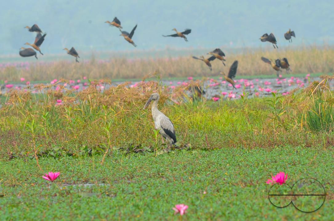 On a foggy winter morning in Jaintapur Upazila in the foothills of Meghalaya bordering Bangladesh, Snail-Shelled birds are roaming in Dibir Haor