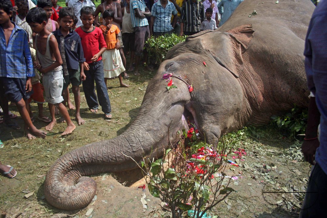 Preparation of emersion and the emersion of goddess Durga in Assam