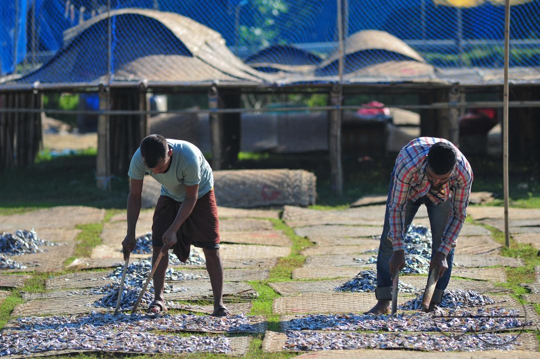 Workers are busy processing dried fish at the Lama Kazi area of Sylhet