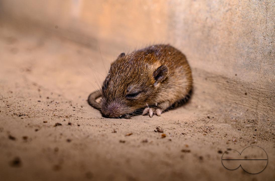 A sick house mouse rests under the stairs at Tehatta