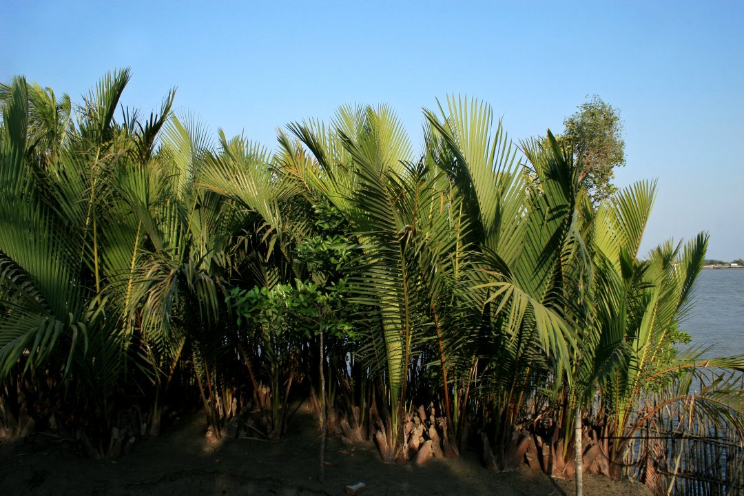Sundarban: world's largest mangrove forest