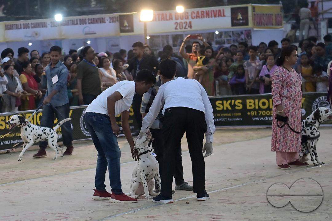 Judges are checking the dogs during the Agartala Dog Carnival-2024, organized by Tripura Veterinary Doctors Association & Pawsome (A social organisation) at Agartala