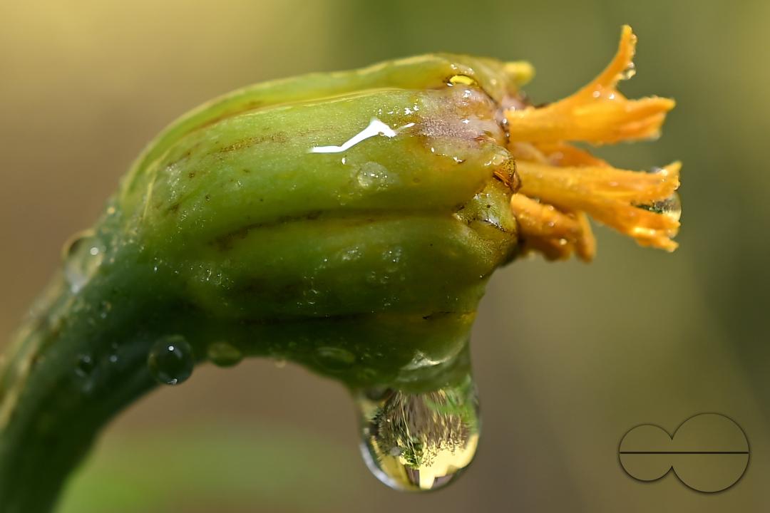 Dew drops on the leaves and flowers on a winter morning at Agartala, the capital city of India's northeastern state of Tripura