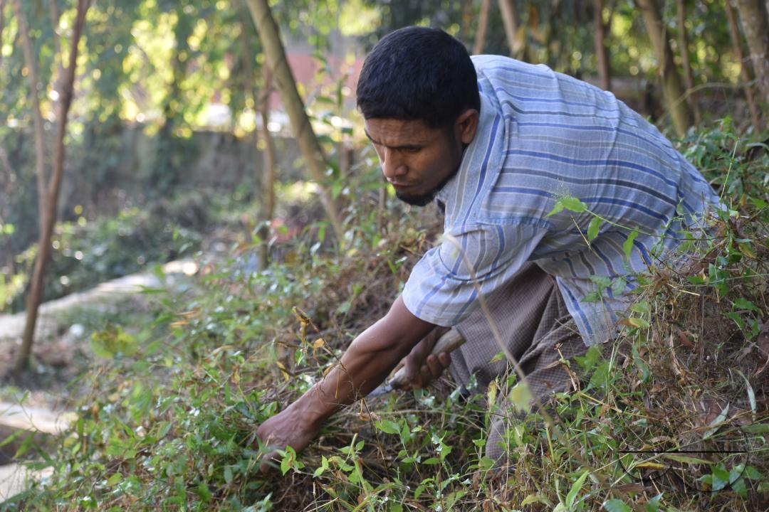 People plant vegetable and fruit trees for food at the Balukhali refugee camp