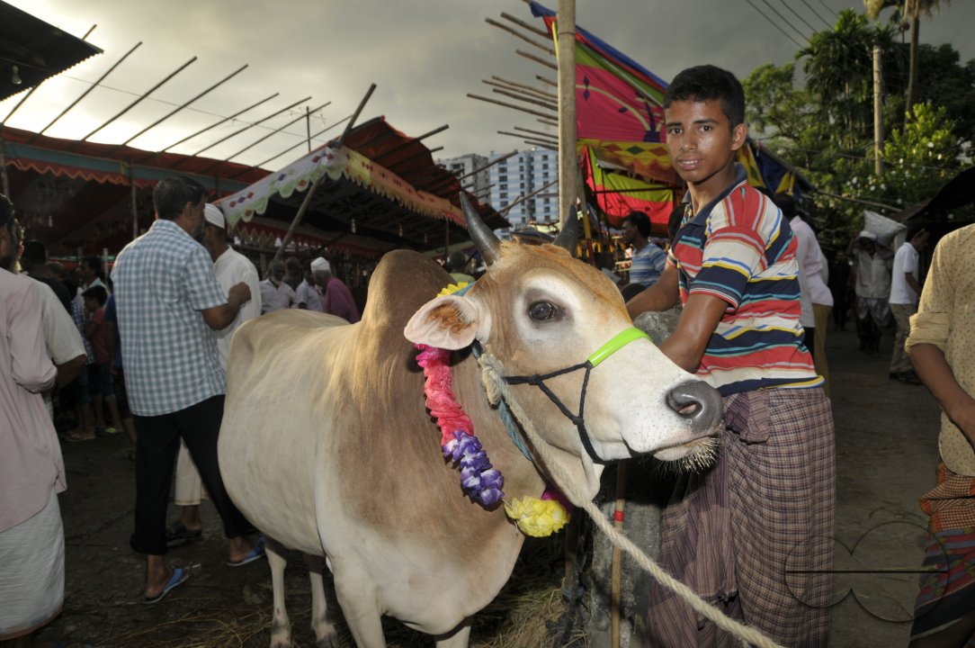 Cow Market