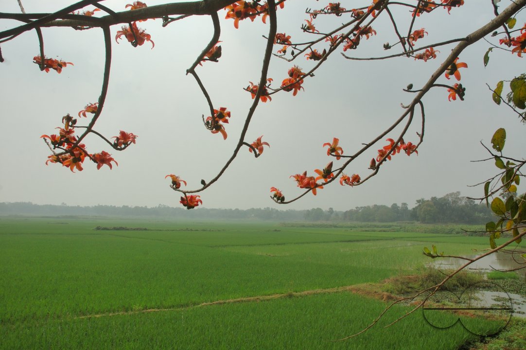 MWC002786