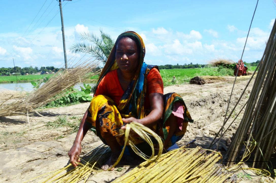 Farmers in Pabna have found an added income from selling jute sticks from jute fibres in the area, thanks to the rise of its commercial use
