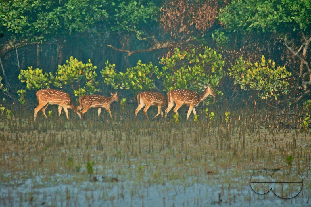 Sundarbans, Khulna, Bangladesh