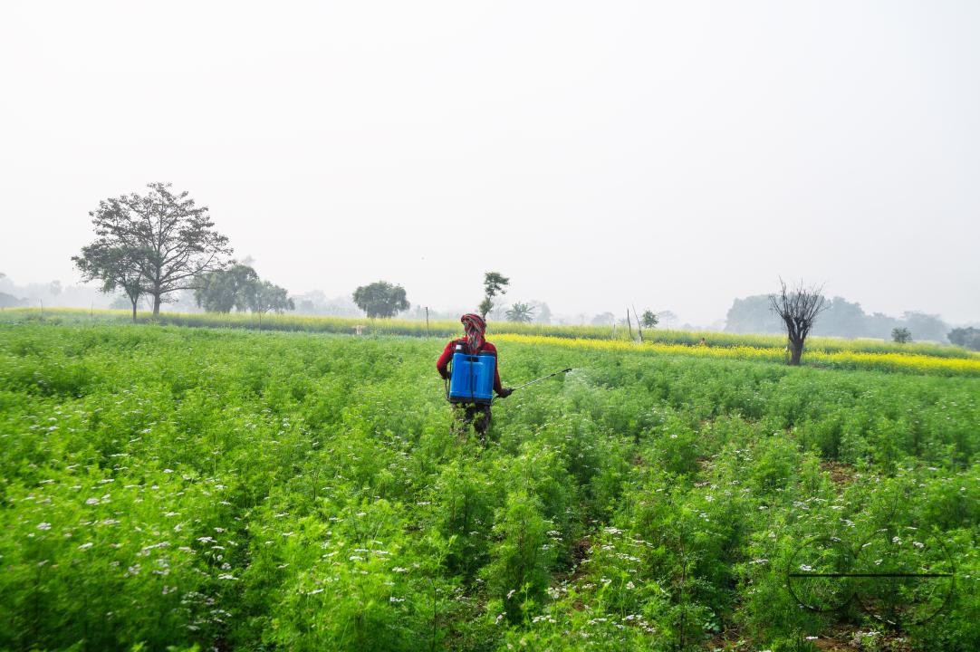 A farmer spraying coriander (Coriandrum Sativum) plants with pesticides to protect them from insects