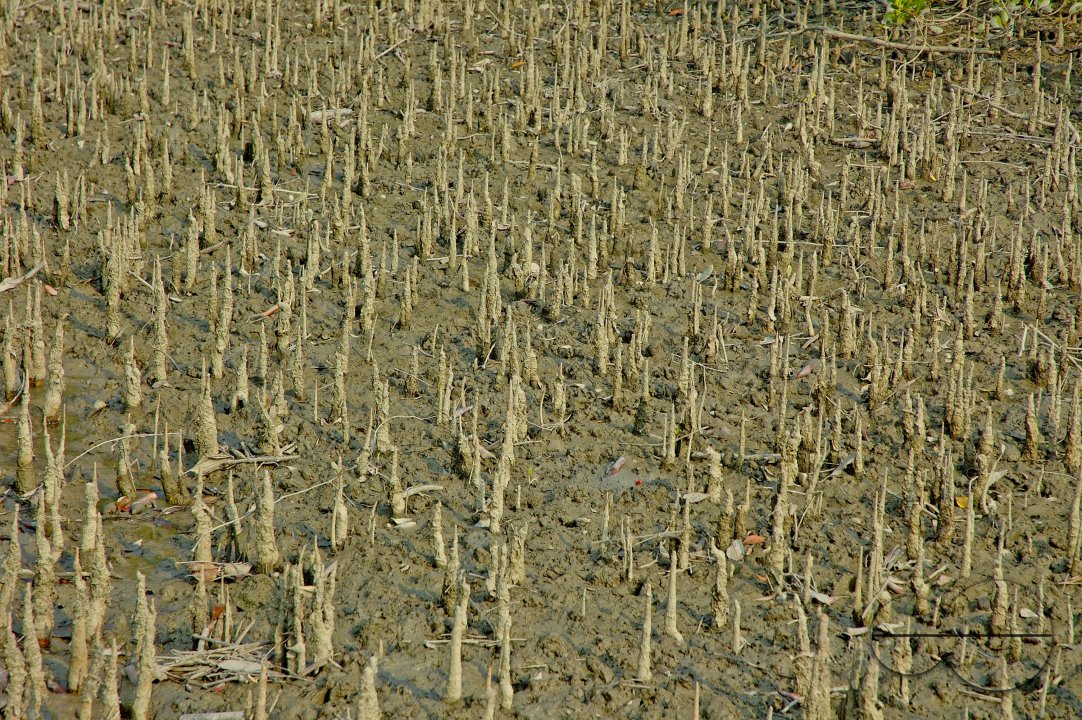 Sundarbans, Khulna, Bangladesh