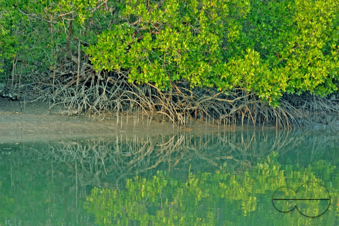 Sundarbans, Khulna, Bangladesh