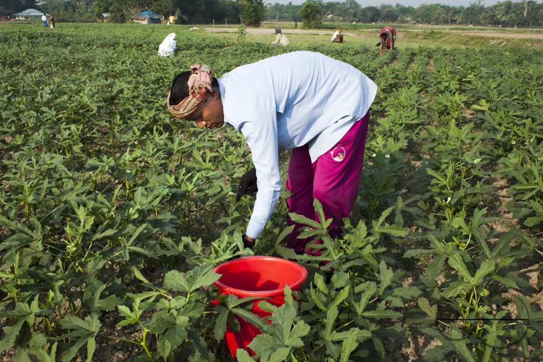 Bangladeshi farmers growing abelmoschus esculentus also called Lady's Finger at a vegetable field
