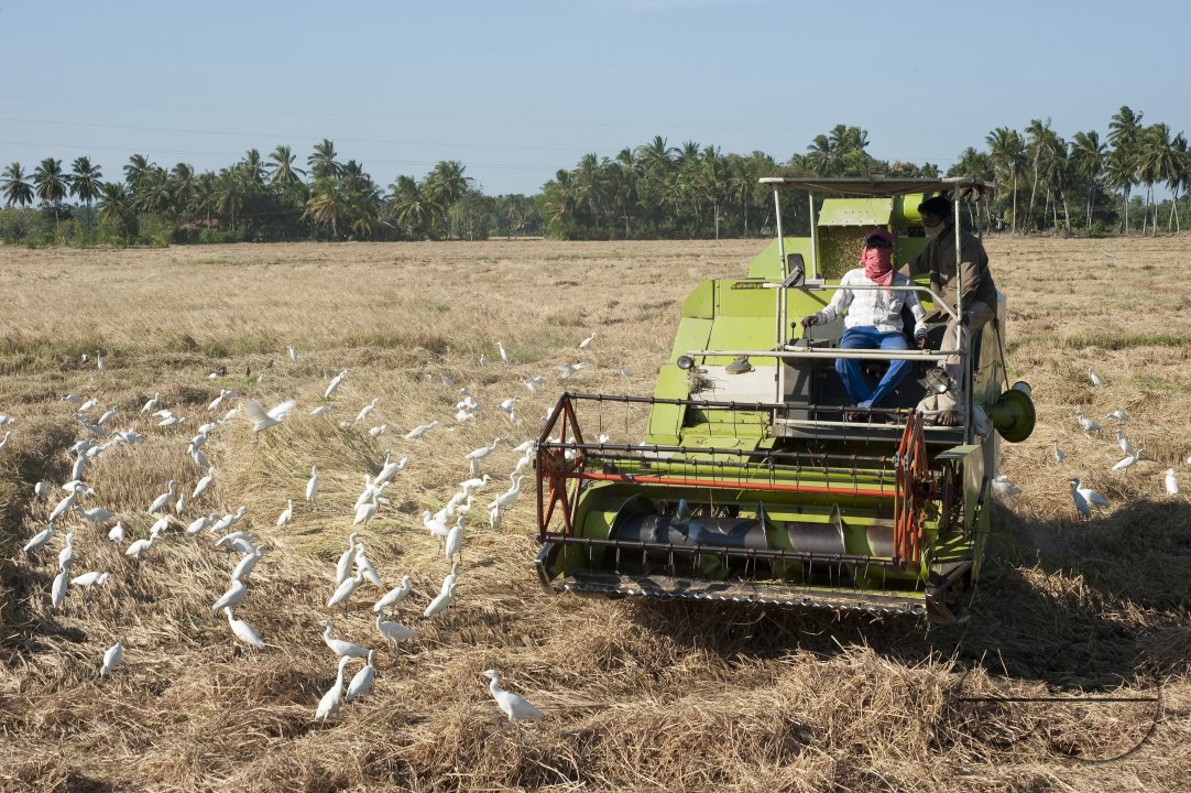 Sri Lanka.  Mechanical rice harvesting near Hambantota.