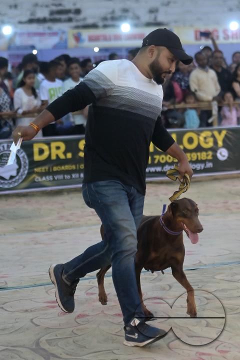 Dogs performing trainers during the Agartala Dog Carnival-2024, organized by Tripura Veterinary Doctors Association & Pawsome (A social organisation) at Agartala