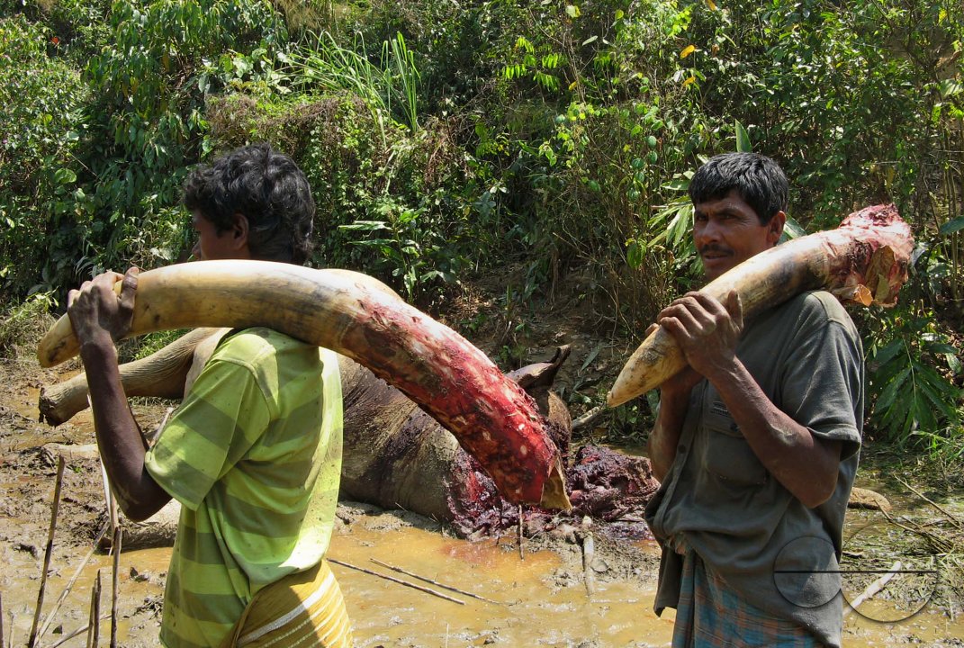 Deadly Elephant Fight