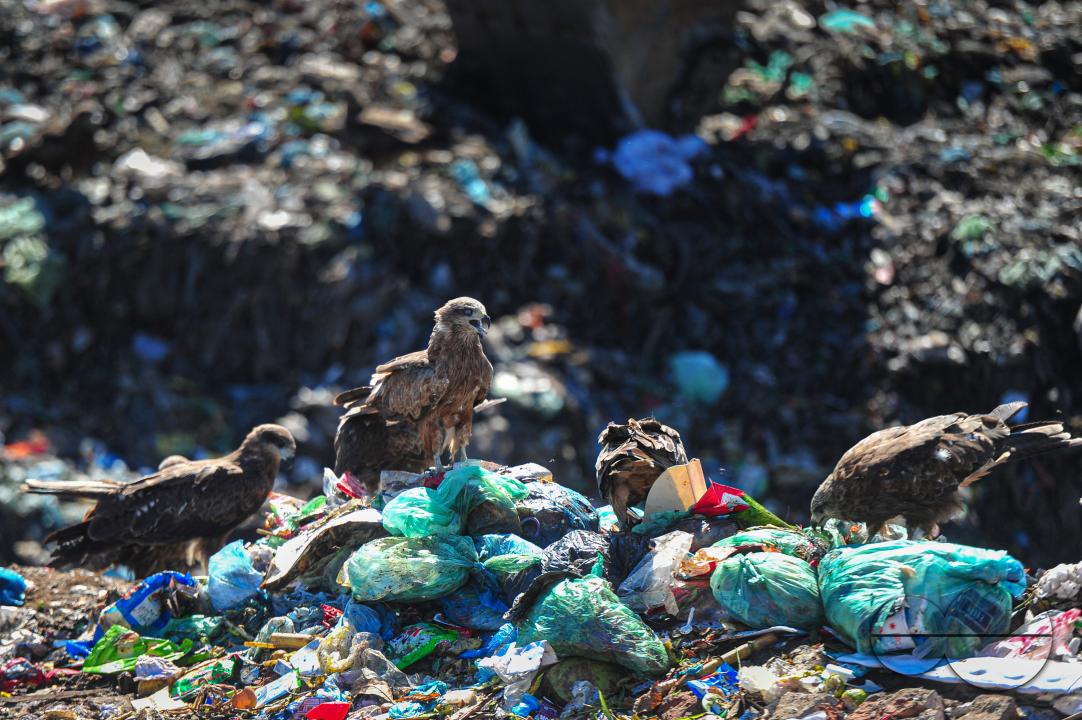 Falcon Hawks searching for food at Sylhet's Parairchak garbage dump yard in Sylhet