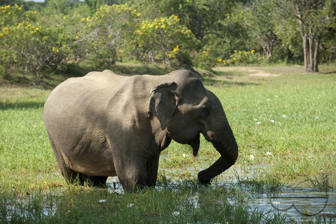Elephant feeding at waterhole.