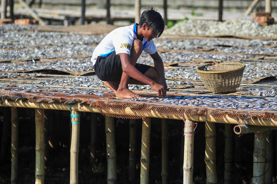 Workers are busy processing dried fish at the Lama Kazi area of Sylhet