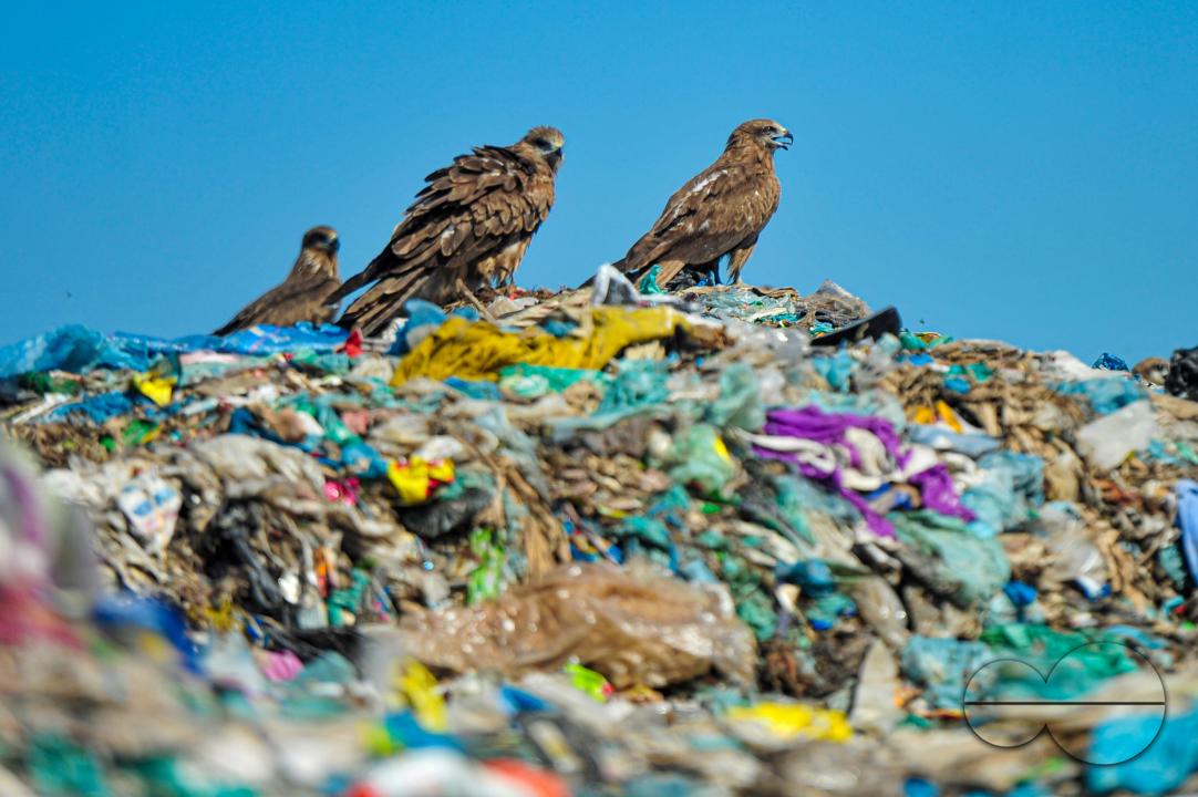 Falcon Hawks searching for food at Sylhet's Parairchak garbage dump yard in Sylhet