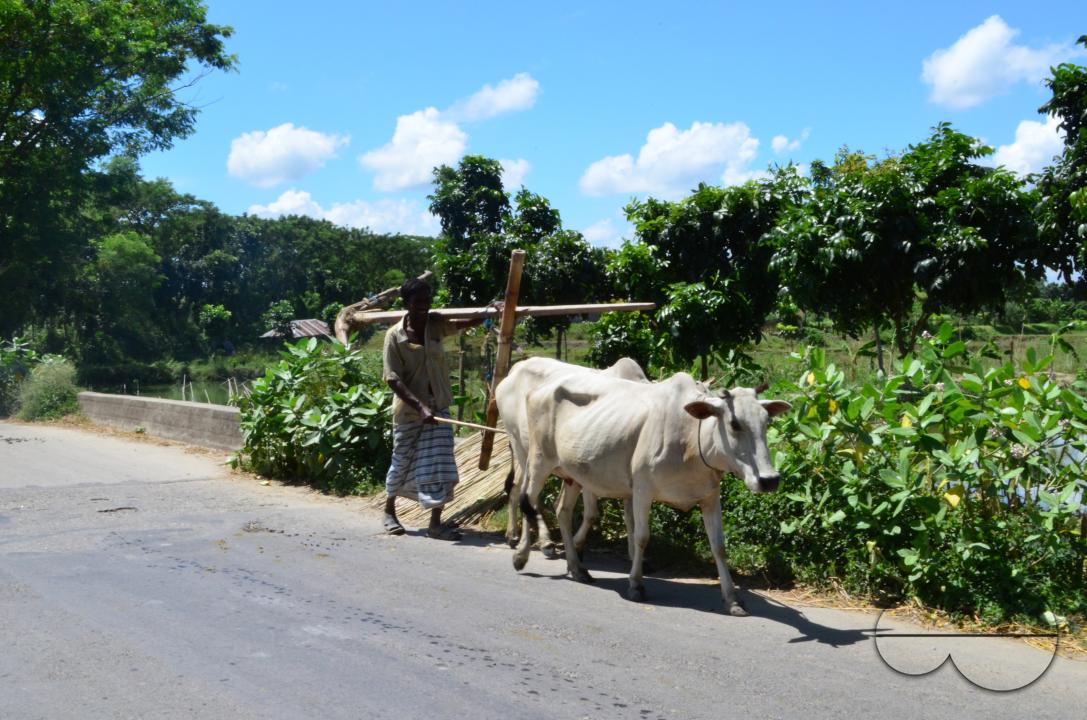 A man taking his cows to the fields in rural Bangladesh.