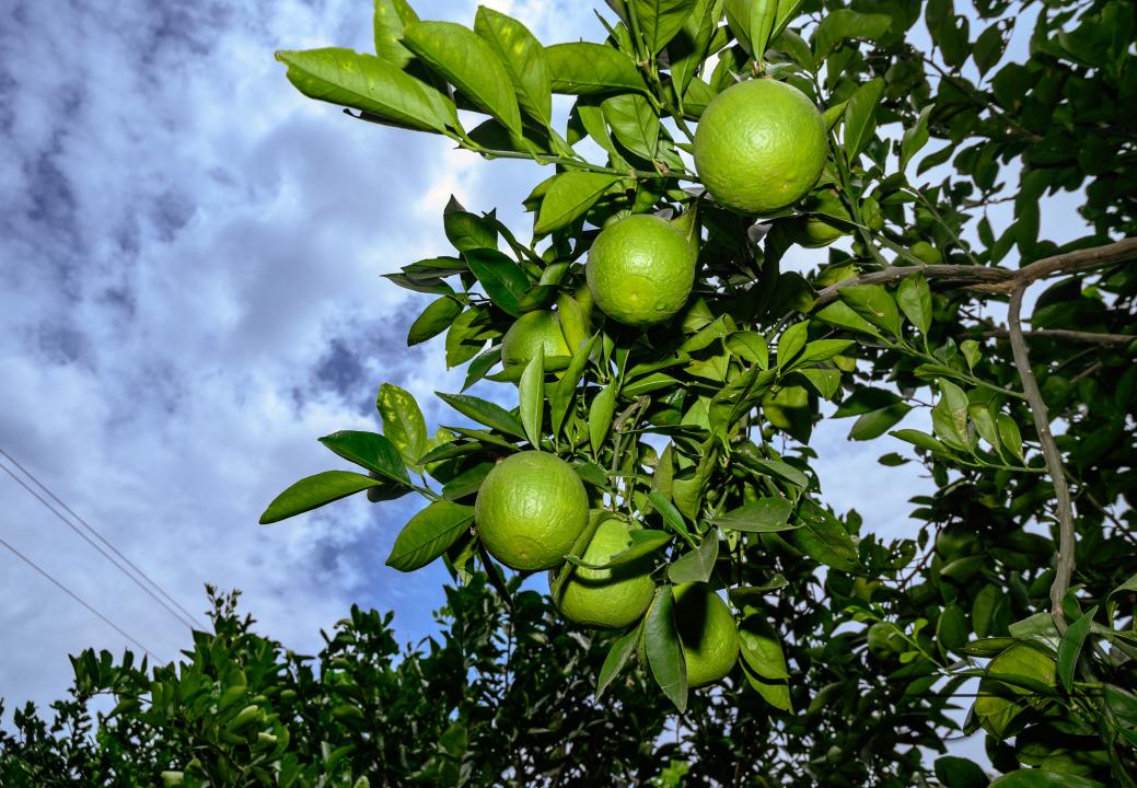 Sweet Malta Orange Fruit Plant or Sweet Malta Lemon is a delicious and easy-to-peel fruit; rich in vitamins, minerals, and antioxidants, and is generally described as tasting like molasses