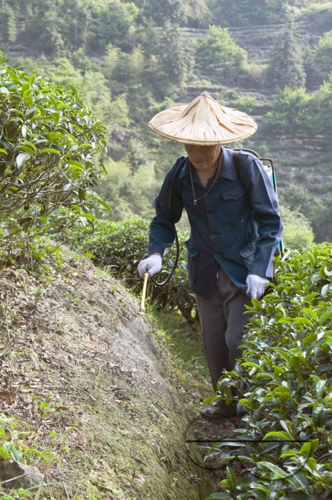 CHINA Peasants spraying fertilized on tea plants during harvest time in Yunnan province.
