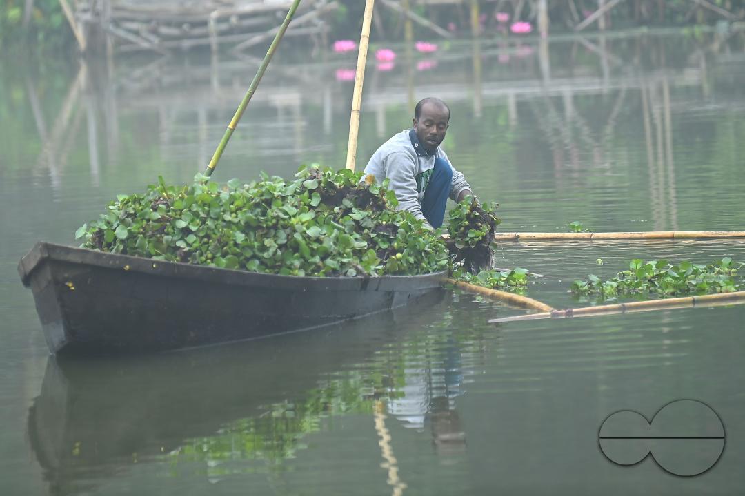 A worker collects plankton on a foggy morning at the MBB College lake at Agartala