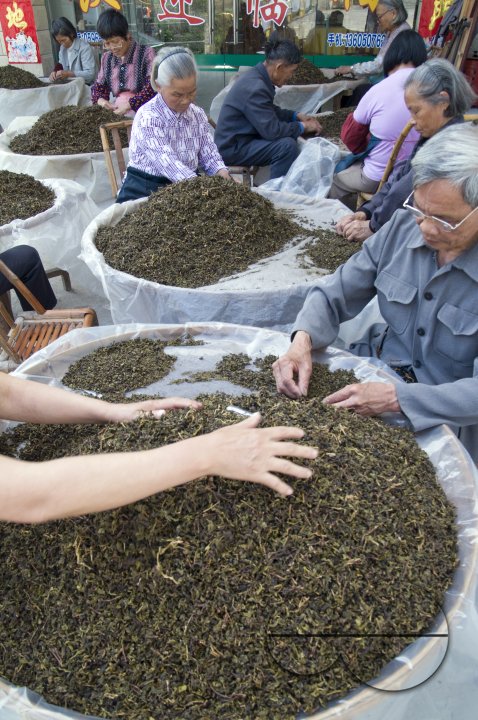 CHINA Sorting tea leaves and preparing them for packing  after harvest  in Fujian province.
