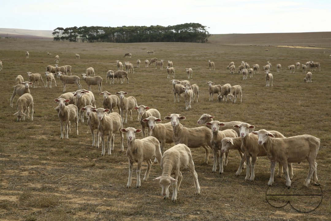 MWC023161