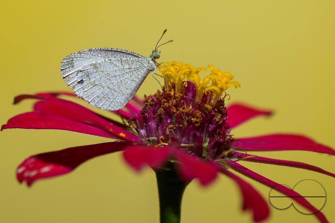 A butterfly is collecting nectar from a flower in Agartala