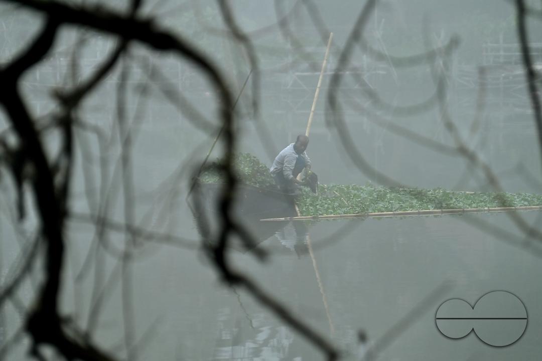 A worker collects plankton on a foggy morning at the MBB College lake at Agartala