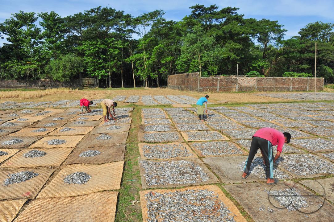 Workers are busy processing dried fish at the Lama Kazi area of Sylhet