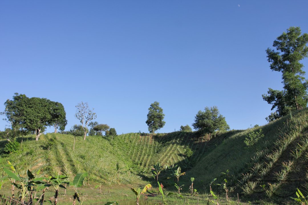 MWC003144