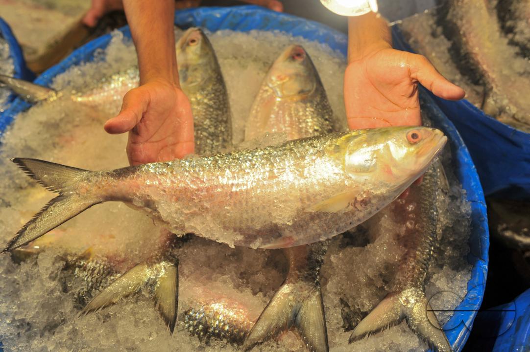 People buy Hilsa fish at the Lalbazar fish market in Sylhet city