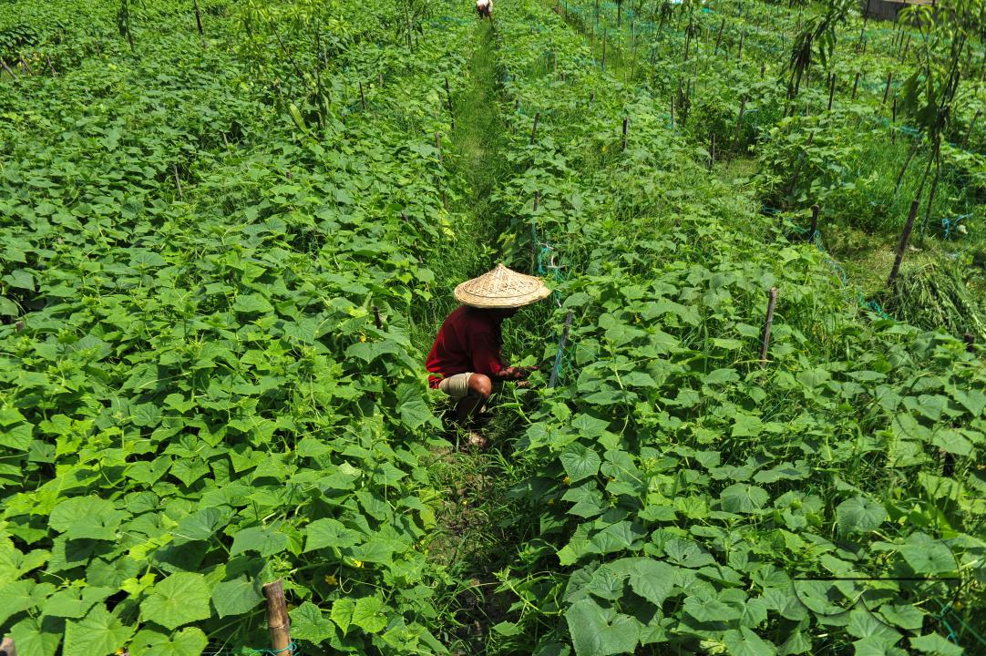 A household farmer is working at a cucumber field in Anantapur area of Kandigao Union of Sadar Upazila
