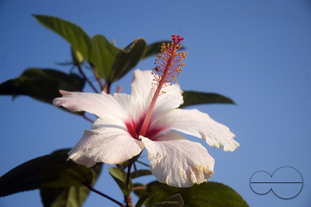 White China rose