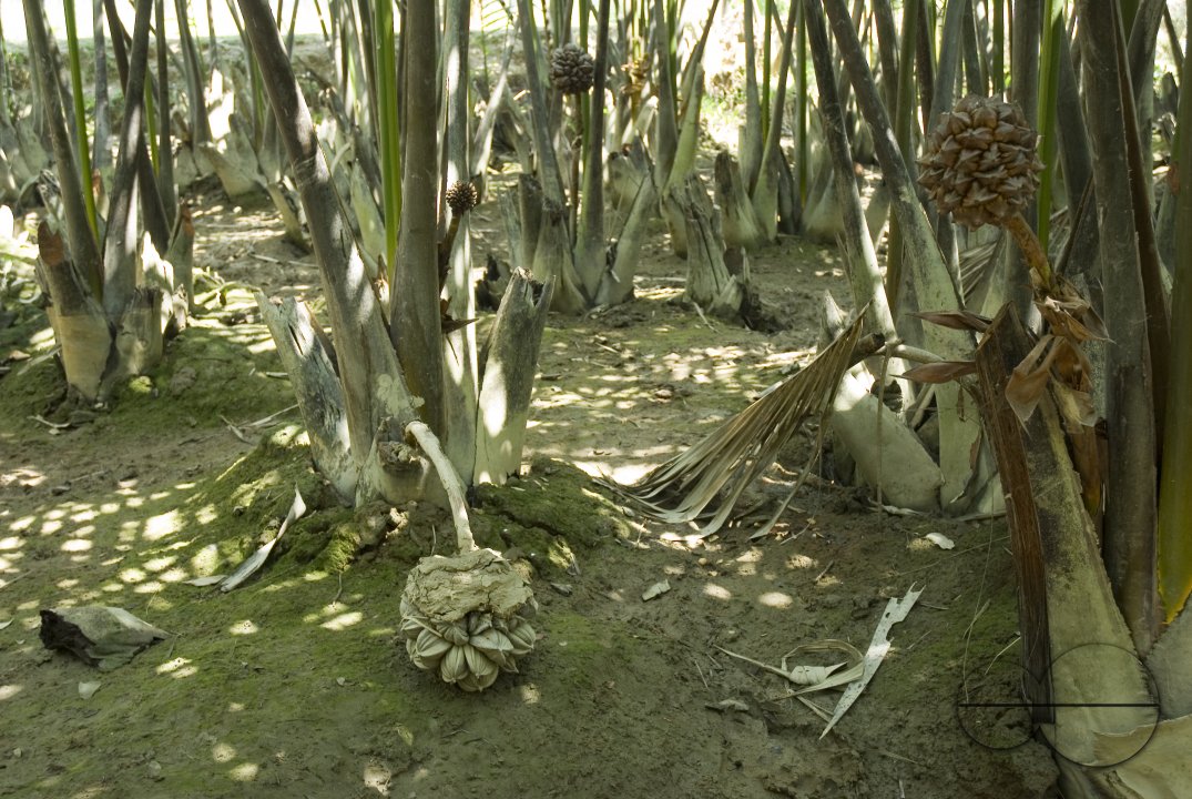 NIpa Palm: Golpata