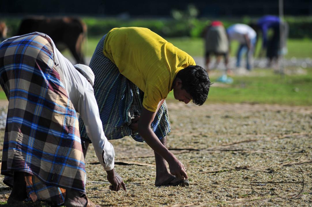 Workers are busy processing dried fish at the Lama Kazi area of Sylhet