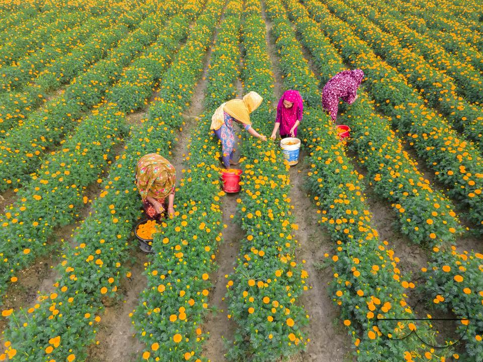 Marigold flowers at a flower garden in Jhikargacha upazila of Godkhali Union of Jessore